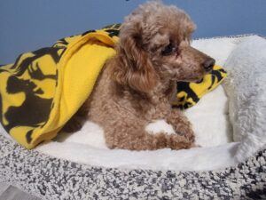 Red poodle in dog bed