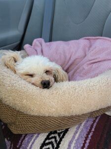 Dog in dog bed