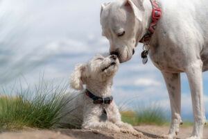 2 dogs wearing collars 