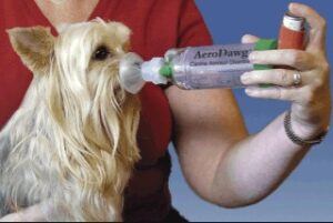 Dog using inhaler