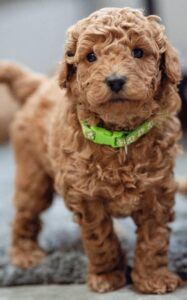 Brown poodle puppy wearing a collar