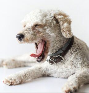 White poodle with collar yawning