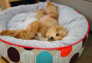 Dog in dog bed