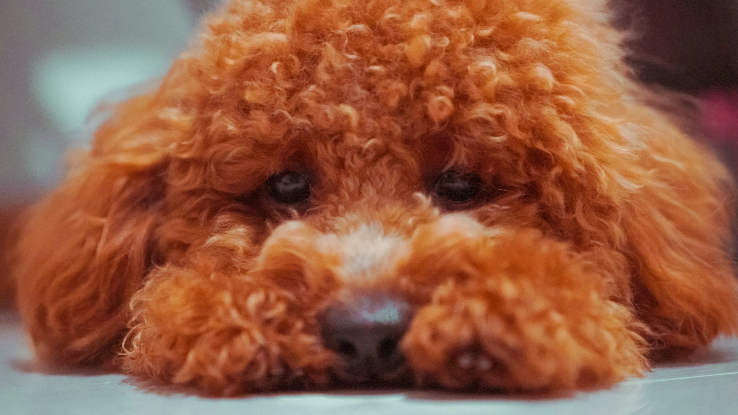 red poodle puppy face