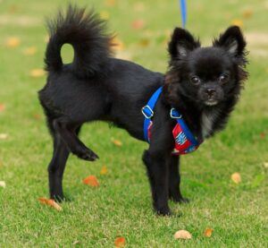 Small black dog lifting a hind leg