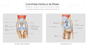 Anatomy of knee with Luxating patella