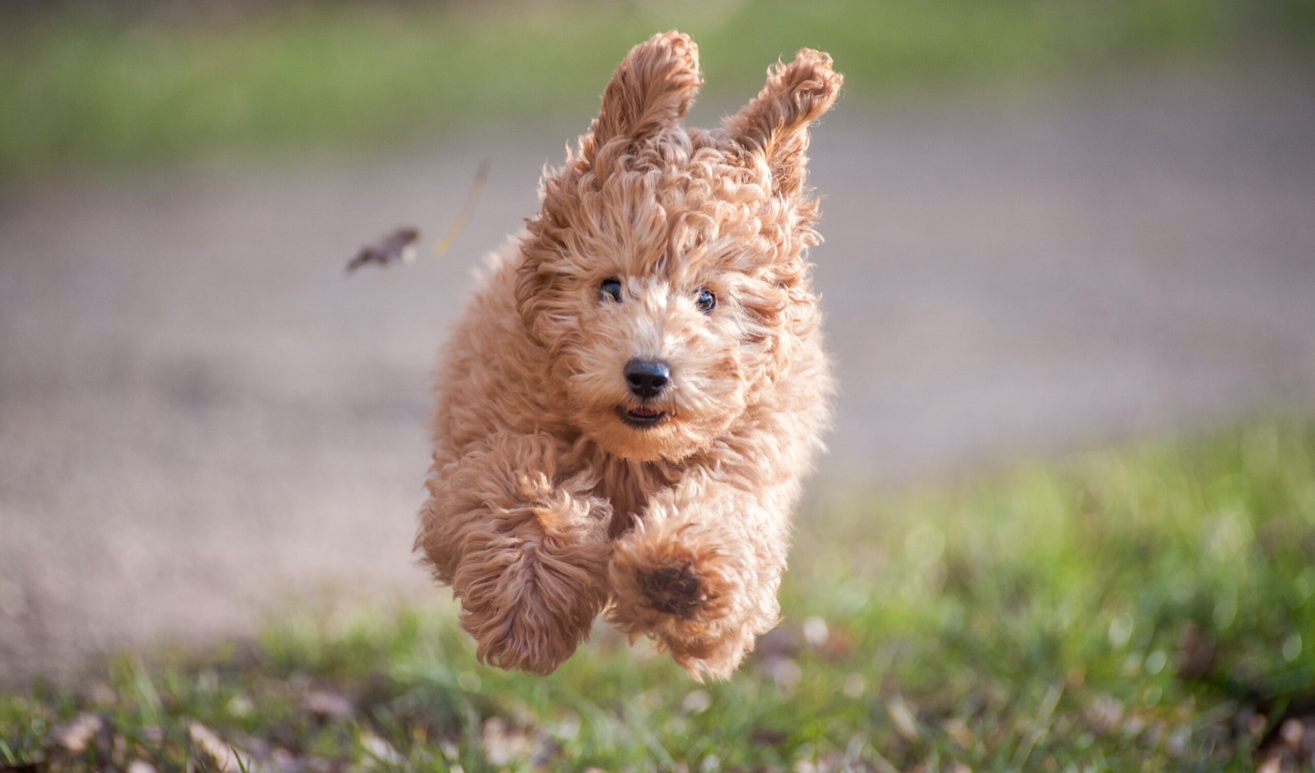 doodle puppy Dog running