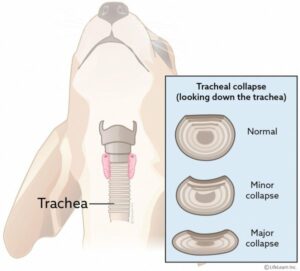 Anatomy of tracheal collapse in dog