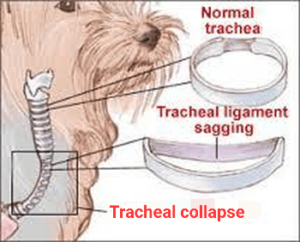 Anatomy pic of tracheal collapse