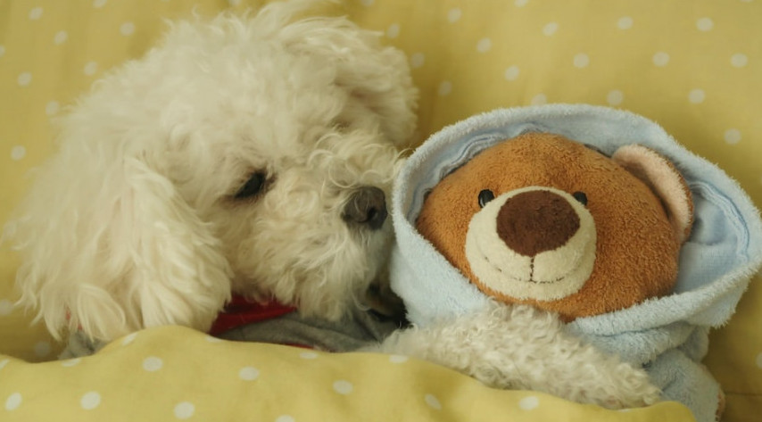 white poodle in bed