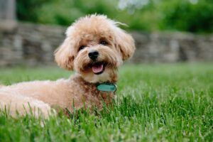 Poodle wearing a collar laying on grass