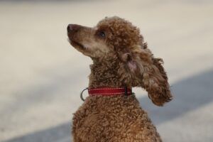 Red poodle wearing a collar