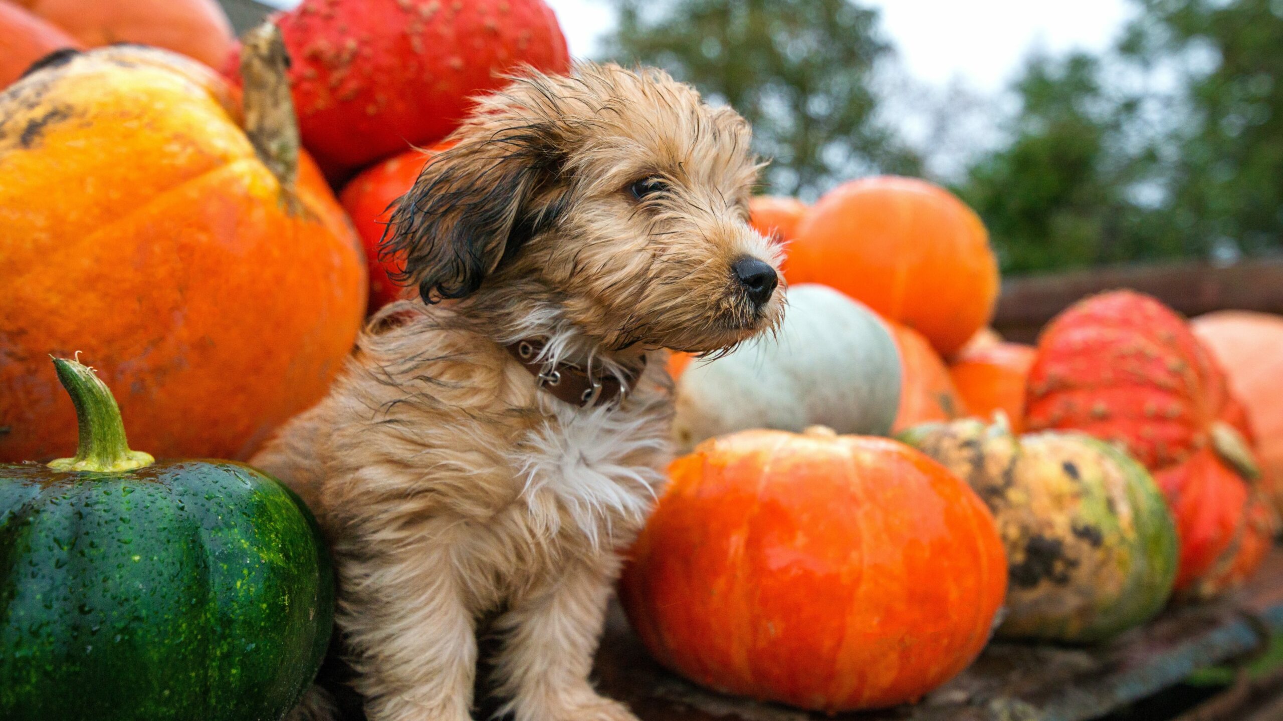 tan doodle puppy sitting among pumpkins