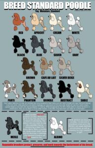 Poodle color chart