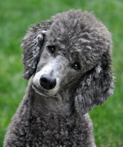 Grey poodle head tilt