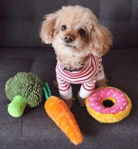 Toy poodle with food shaped toys 