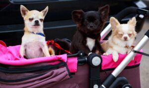 dog stroller with multiple small dogs