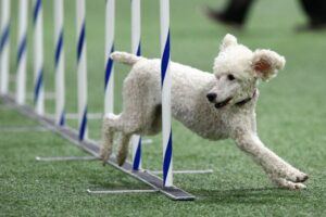 White poodle competing in agility