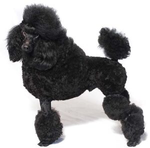 Black toy poodle