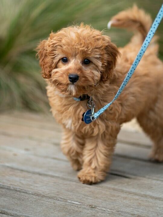 tan puppy on a leash