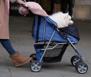 small white dog in stroller