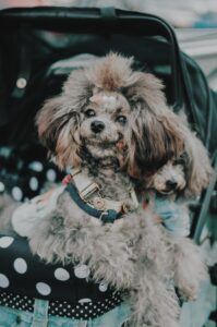 2 Grey poodles in dog stroller