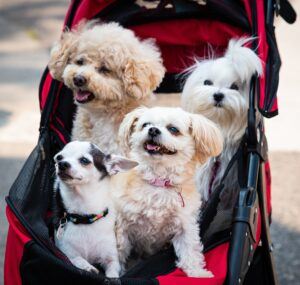 4 dogs in pet stroller