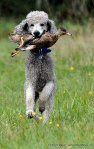 Grey poodle running with duck in mouth