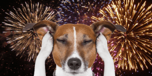 Dog covering ears due to fireworks