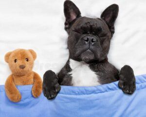 Small dog sleeping in his bed with his teddy bear