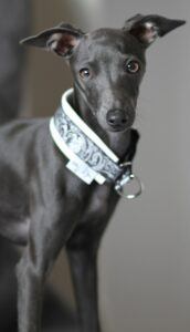 Greyhound wearing a collar