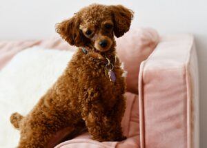 Red toy poodle