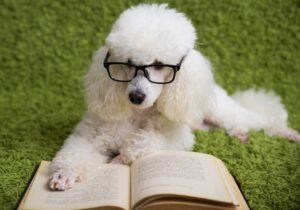 White poodle wearing glasses reading a book