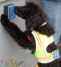 Service poodle pressing open door button