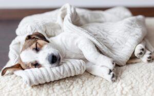 Puppy sleeping in dog bed