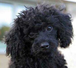 Black poodle puppy