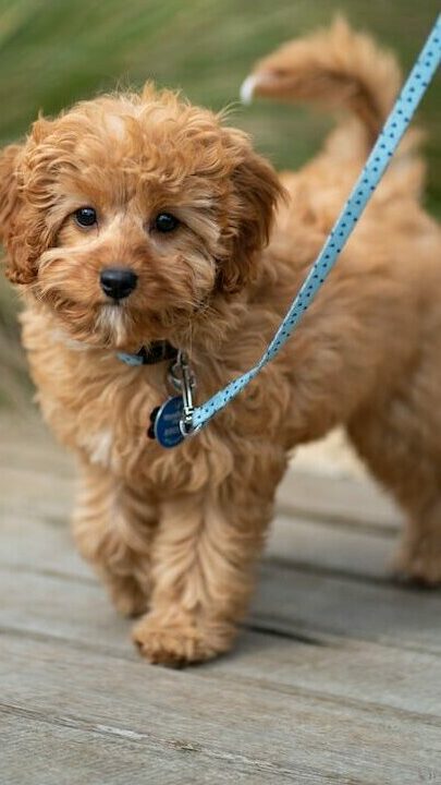 tan puppy on a leash