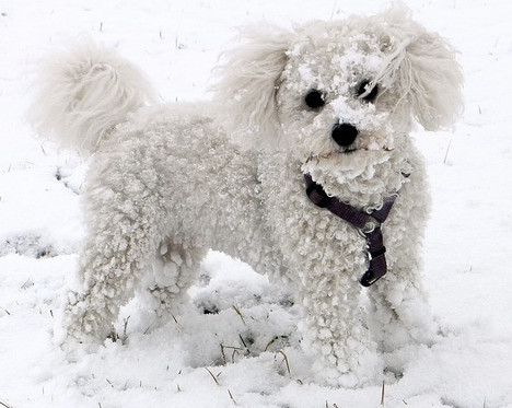 small white poodle in snow