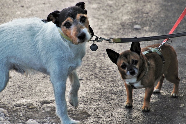 two dogs on leashs