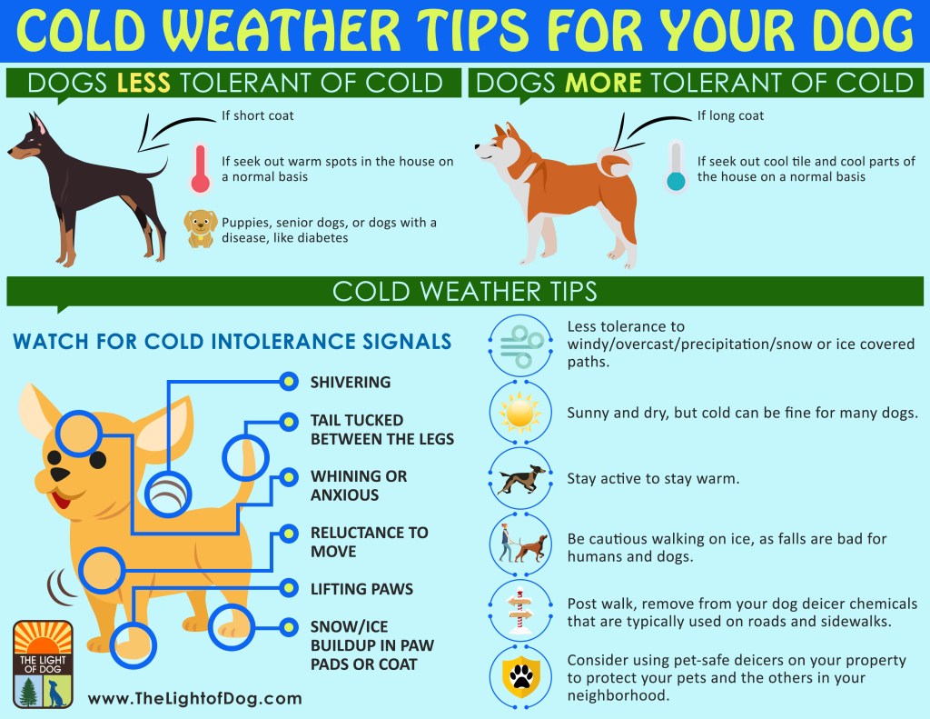 cold weather tips for dogs